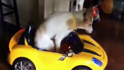 Funny Animals - Crazy Dogs Compilation Part 2