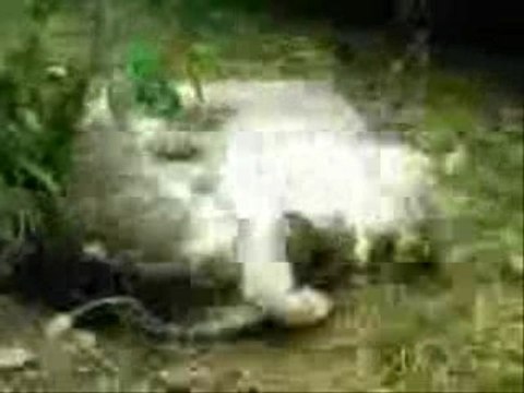 COMBAT DE CHATS ! MES DEUX CHATS SE TAPENT POUR UN ARBRE !