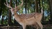 Animal Private Life Video: The Private Life of Deer Documentary (Deers Life Full Document