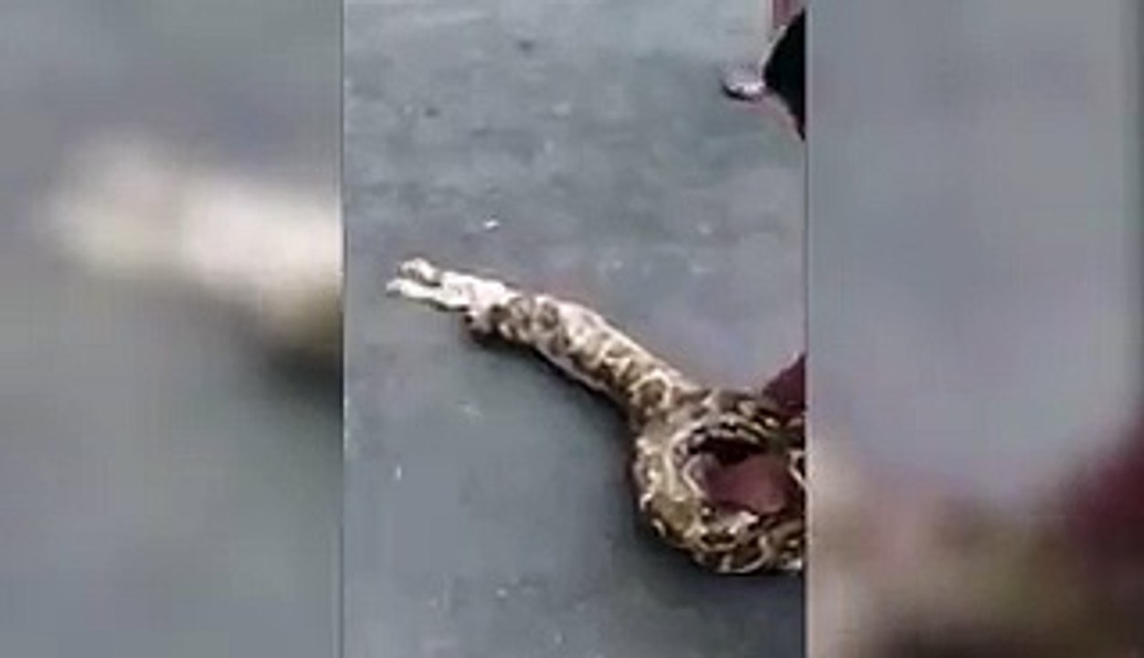 Un homme retire deux chèvres d'un serpent