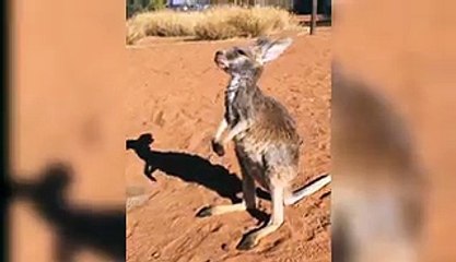 Un kangourou orphelin veut faire des câlins