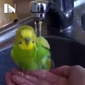 Mira la manera en que este perico se baña