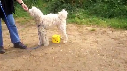 Clickertraining Carin en Chazz