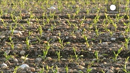 Έρευνα δείχνει σύνδεση ανάμεσα σε ασθένειες και μεταλλαγμένα τρόφιμα