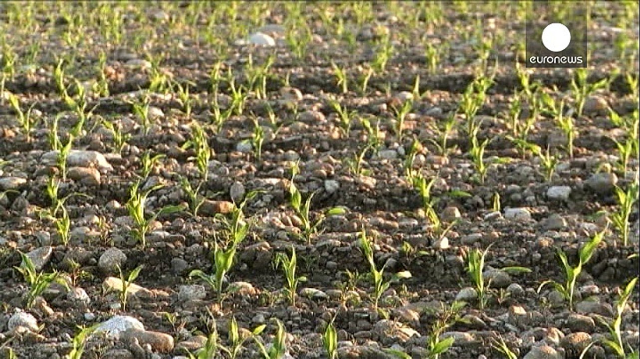 Gefährdet genveränderter Futtermais die Gesundheit von Kühen?