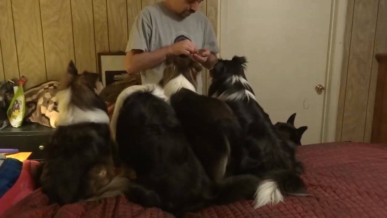 Dog Tricks Owner To Get More Treats