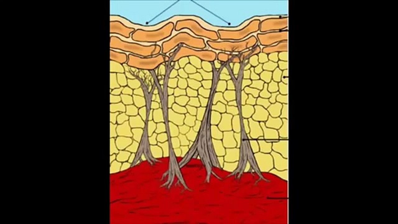 DOCTORS SAÚDE - O Produto Celulite Nunca Mais