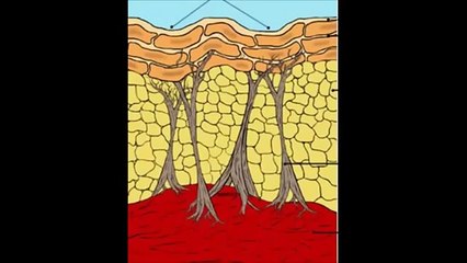 DOCTORS SAÚDE - O Produto Celulite Nunca Mais