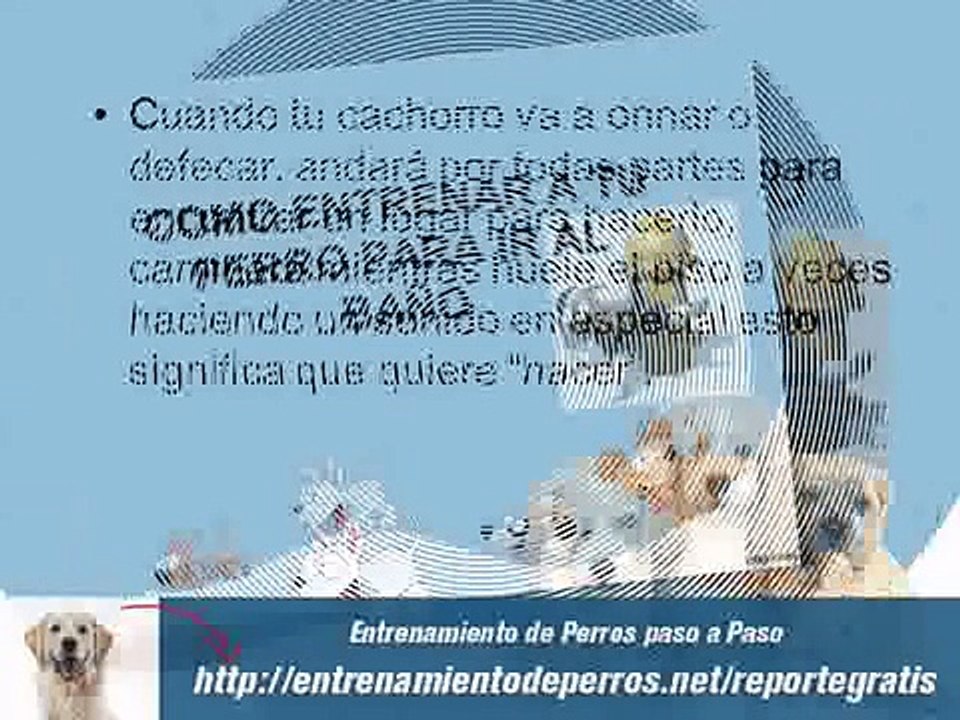 Como Educar a un Cachorro para ir al Baño