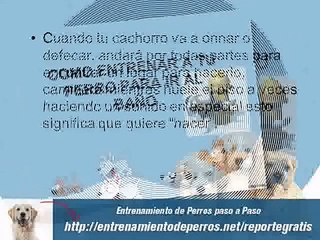 Como Educar a un Cachorro para ir al Baño