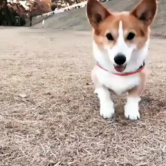 A happy puppy dance!