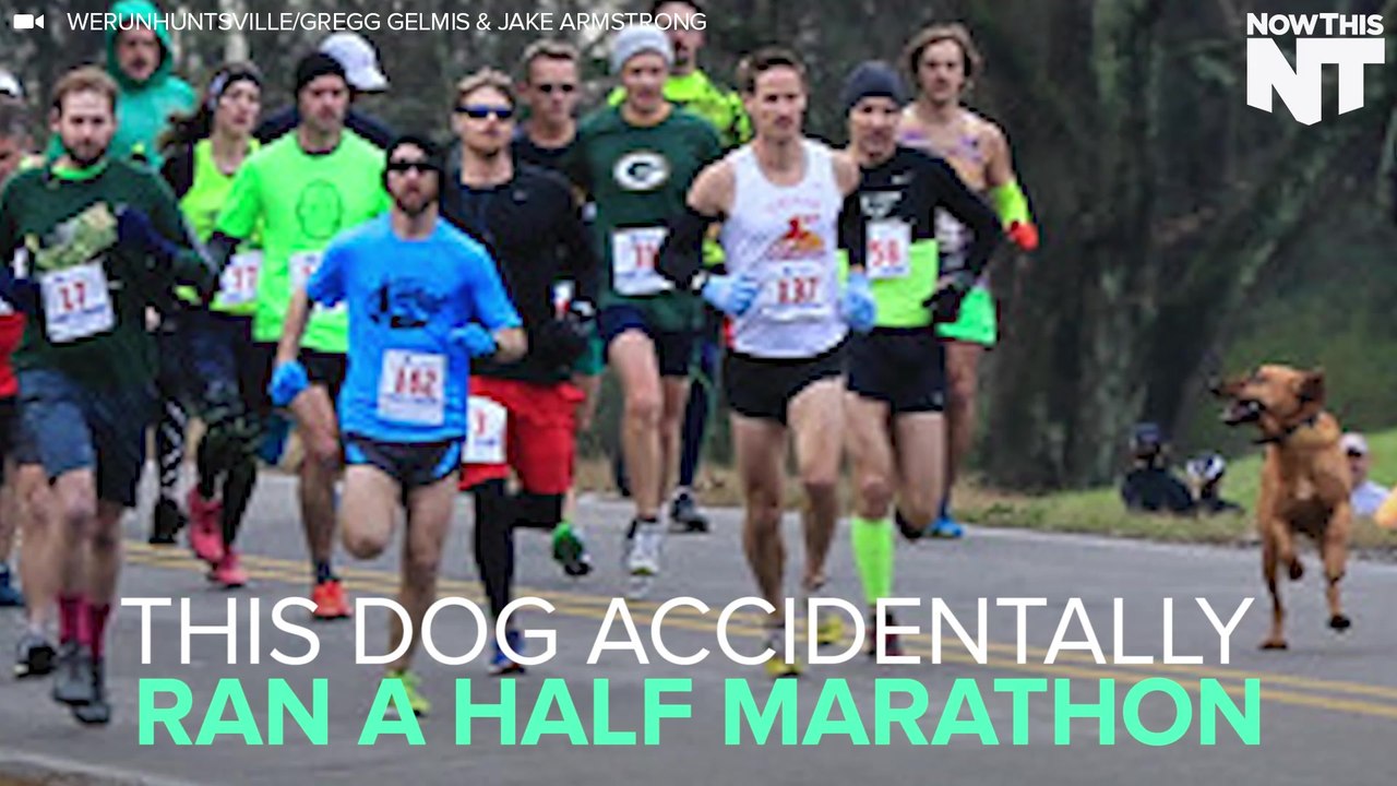 Dog Accidentally Runs A Marathon