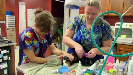 Dr. Ks Exotic Animal ER