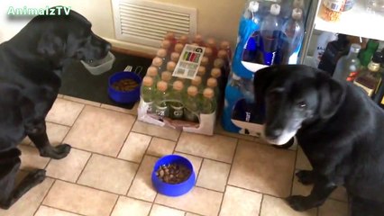 Super Cute Dog Praying SO CUTE !