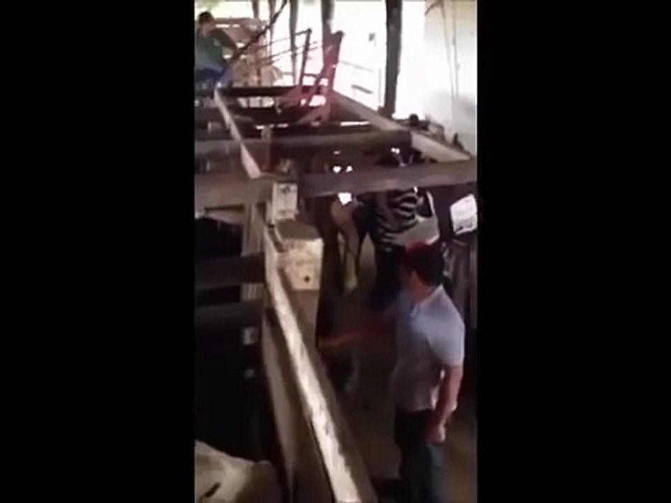 VACA CON PUNTERÍA TRASERA