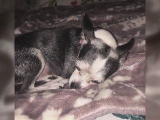 3 pitbulls kill chihuahua, owners fight