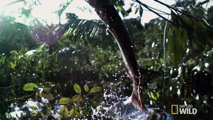 Flying fish hunt - The Hunt: Episode 4 preview - BBC One