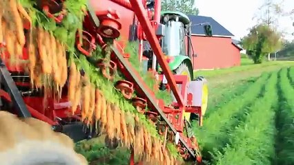 Amazing ViedoCarrot harvester  tractor.