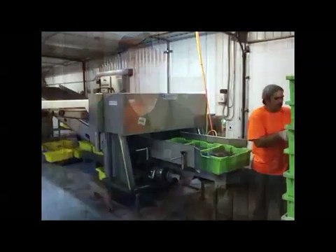 Blueberry Processing Line