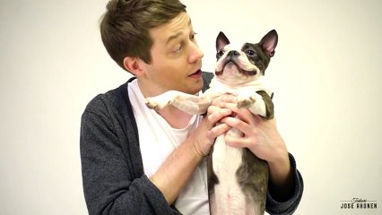 Реакция собак на фокус