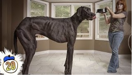 20 Largest Animals of All Time