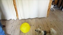 Clickertraining! Shaping Hunde, Ball anstupsen