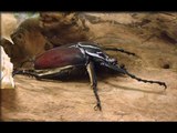 Giant Beetles VS Giant Wasps
