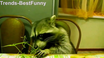 FUNNY ANiMALS - (FUNNY DOGS,CATS & MORE)  FUNNY ViDEOS_(2016)