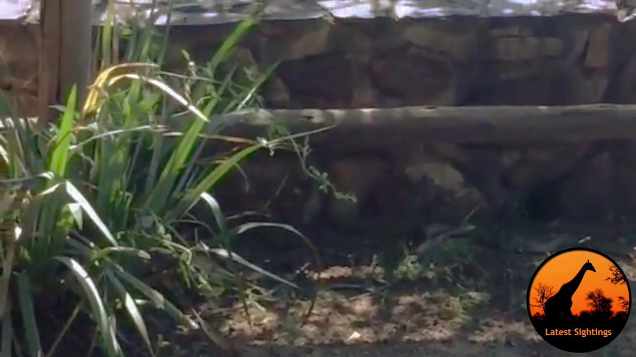 Snake (Female Boomslang) Hunts Chameleon - Latest Wildlife Sightings