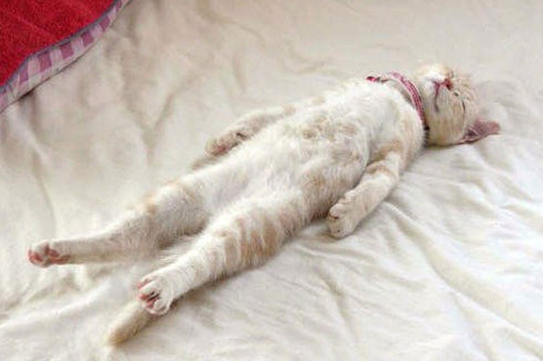 Funny Cats Sleeping in Weird Positions Videos