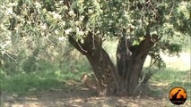 Lions (1 in tree) Kumana Dam - 28th September 2012 - Latest Sightings