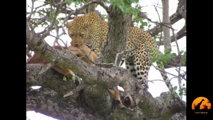 Leopard in a Tree With Impala Kill - Latest Sightings