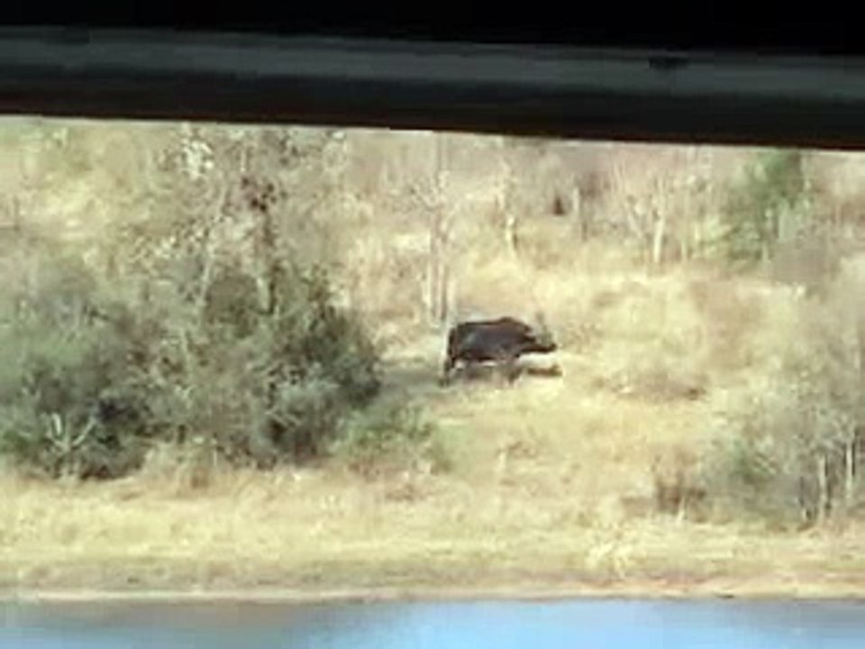 the most wild wild animals attack video ever seen