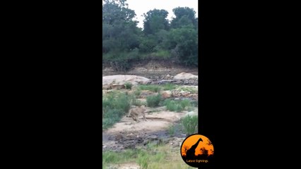 Lion Pride Kill Giraffe in Riverbed - Latest Wildlife Sightings