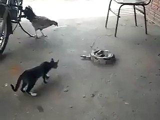 Cat aur Snake ki larai very funny