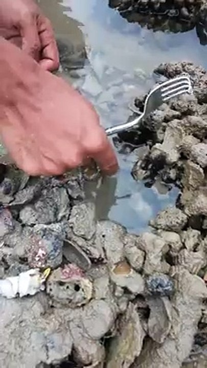 How To Catch Octopus  local name tamaya  During Low Tide. ‪
