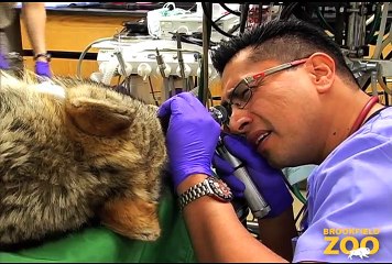 Wolves Receive Physicals at Brookfield Zoo