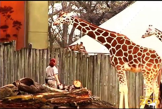 Giraffes Spring into Action at Brookfield Zoo