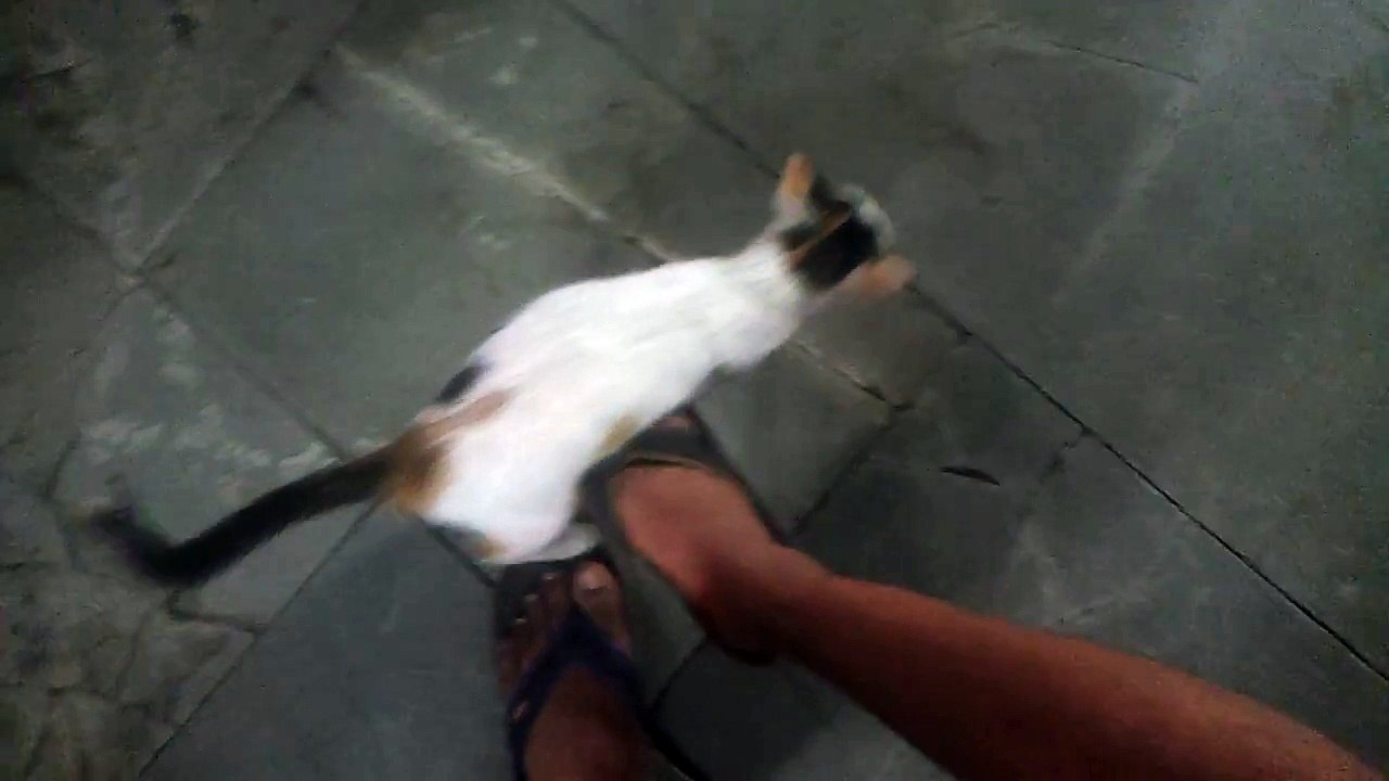 Funny cat behaving like a dog