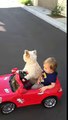 Amazing dog drives a car