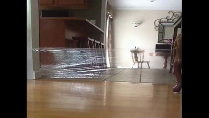 Prank On Cat Turns Into Human Fail