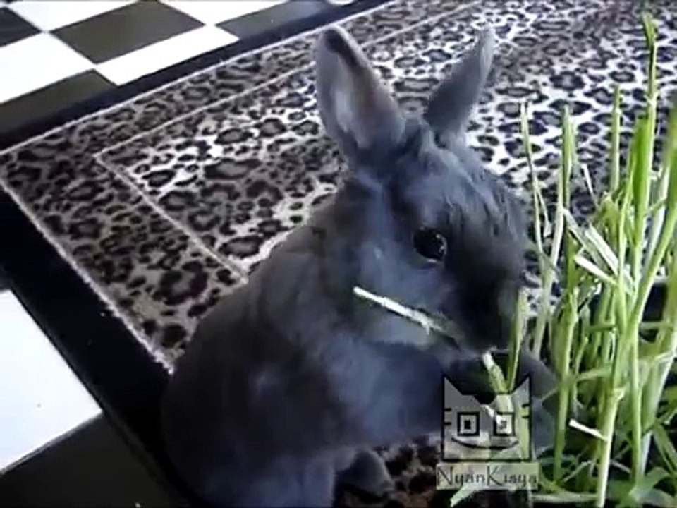 NKS 3 Rabbits Funny Compilation 2014