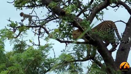 Leopard Kills Baby Vervet Monkey - 14th January 2012 - Latest Sightings