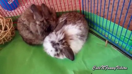 Cute and Funny Bunny Rabbit Videos Compilation 2016 Part 1