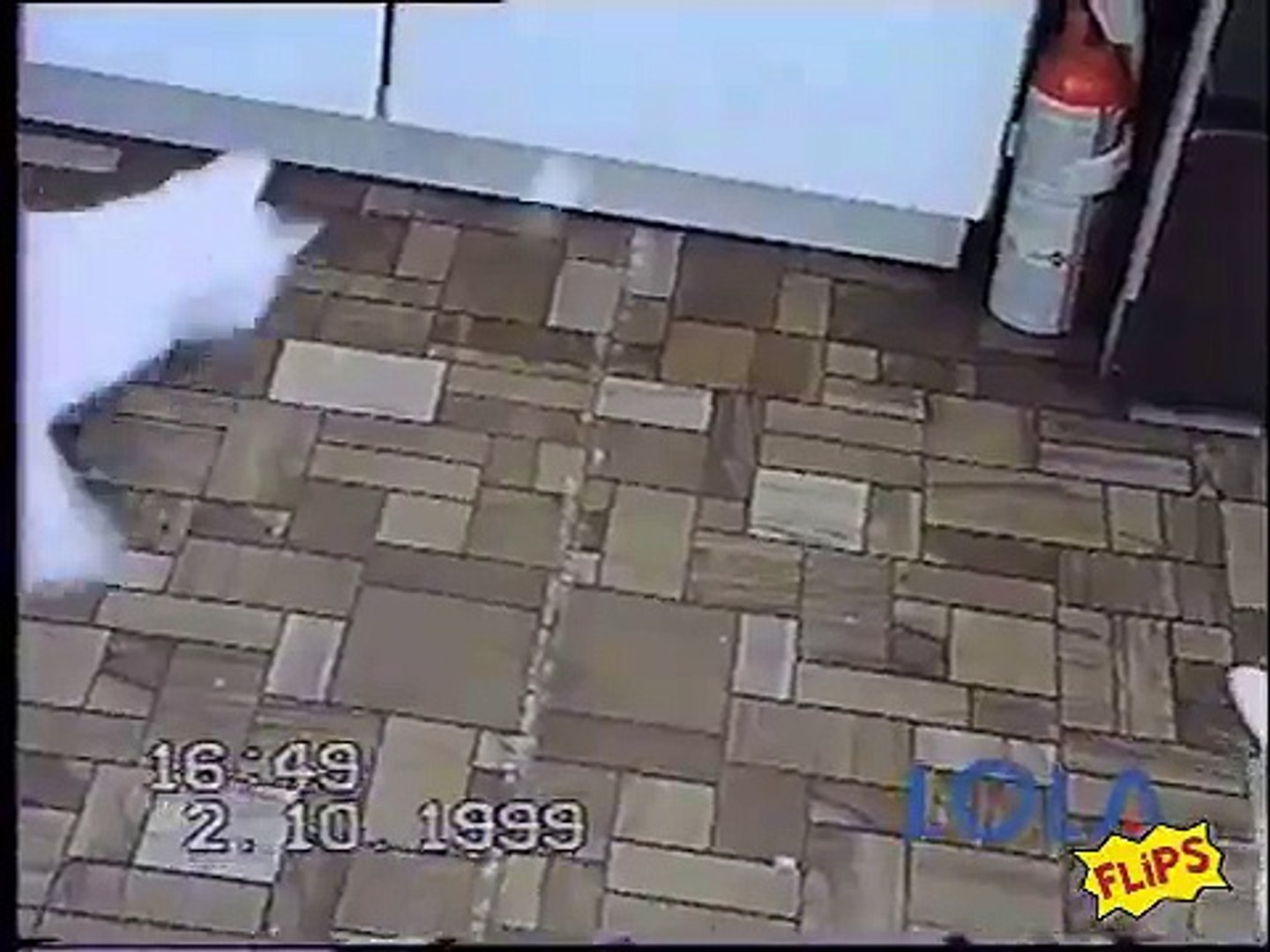 ⁣Cat goes nuts chasing light reflection