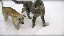 Un guépard et un labrador s'amusent dans la neige