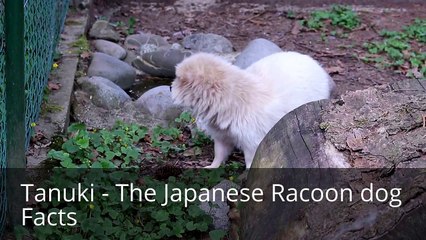 Tanuki - The Japanese Racoon dog