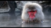 Discovery wild animals Japan wildlife Nature Discovery channel documentary films HD