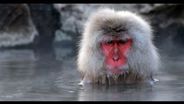 Discovery wild animals Japan wildlife Nature Discovery channel documentary films HD