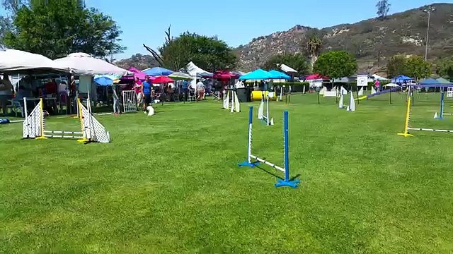 Bichon Frise Agility - 2015_5